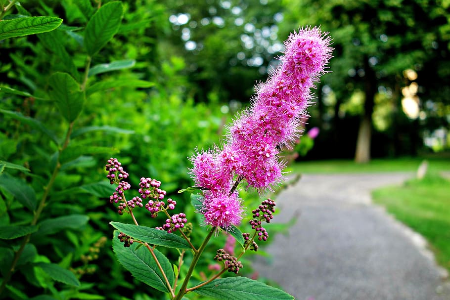 flower, pink flower, shrub, foliage, luscious foliage, path, park, garden, grass, trees