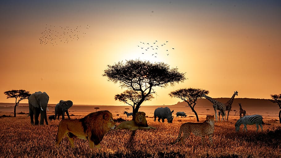 safari, animals, lion, africa, wildlife, nature, mammal, predator, wild, wilderness