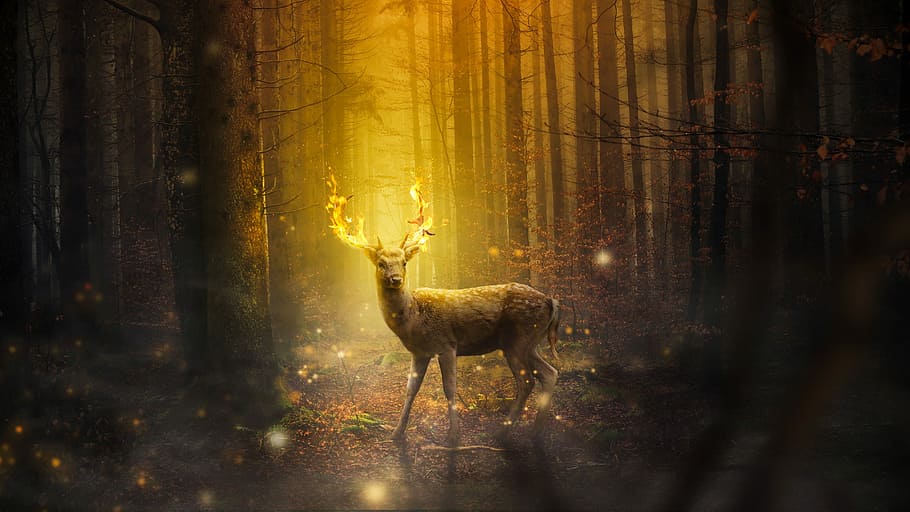 deer buck, sunray, fantasy, deer, mammal, forest, nature, outdoors, light, sunlight
