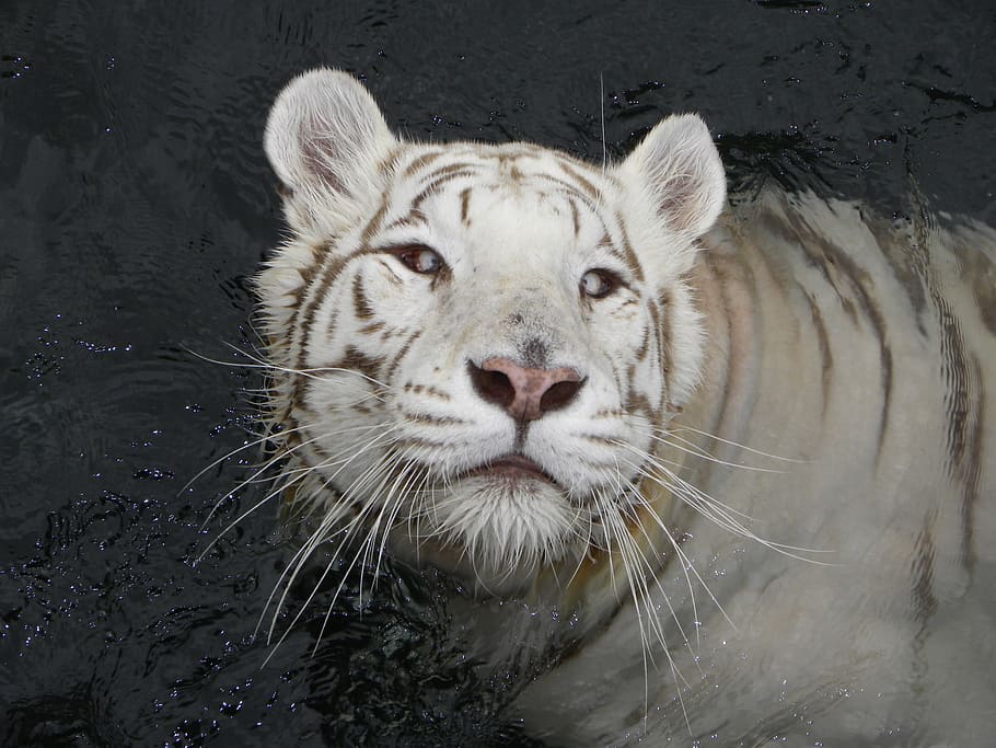 Tiger, Tiger, Feline, Carnivorous, tiger, tiger albino, nature, animal world, solo, one animal, whisker