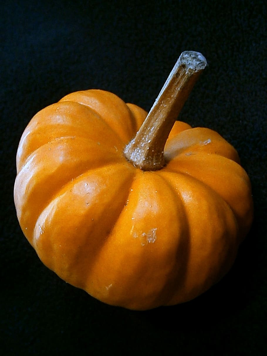Pumpkin, Gourd, Miniature, miniature pumpkin, decorative, ribbed, orange, autumn, mini pumpkin, decoration