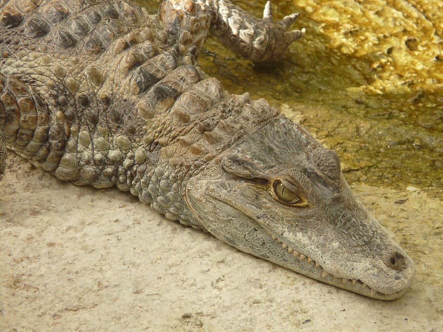 spectacled caiman, crocodile, Spectacled Caiman, Crocodile, yacare caiman, alligatore, alligatoridae, hir, dangerous, tooth, teeth