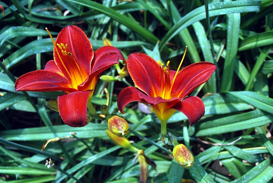 lilies, red, flowers, lily, flowering, plants, ornamental, green, long, leaves