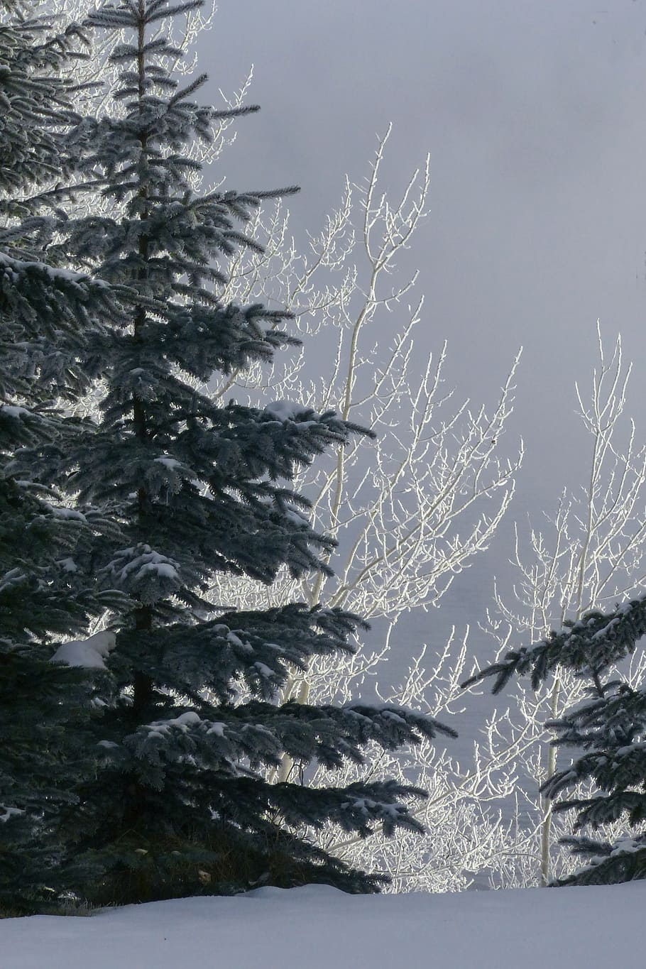 tree, fir, hoarfrost, white frost, rime, frost, winter, ice cold, frozen, nature