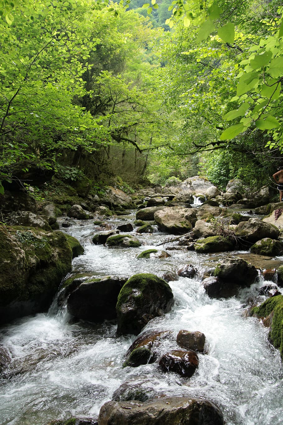 Nature, Forest, Light, Trees, Plant, landscape, abkhazia, mountain river, water, stones