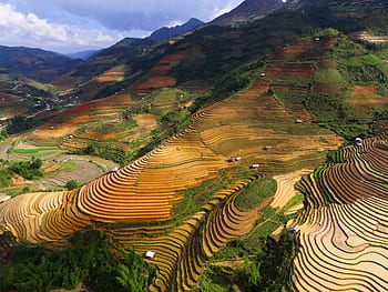 field, rice, rice paddies, bali, indonesia, plant, landscape, mountain ...