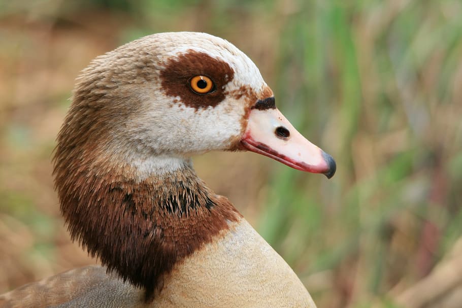 egyptian goose, goose, waterfowl, head, neck, brown and buff, animal themes, animals in the wild, one animal, focus on foreground