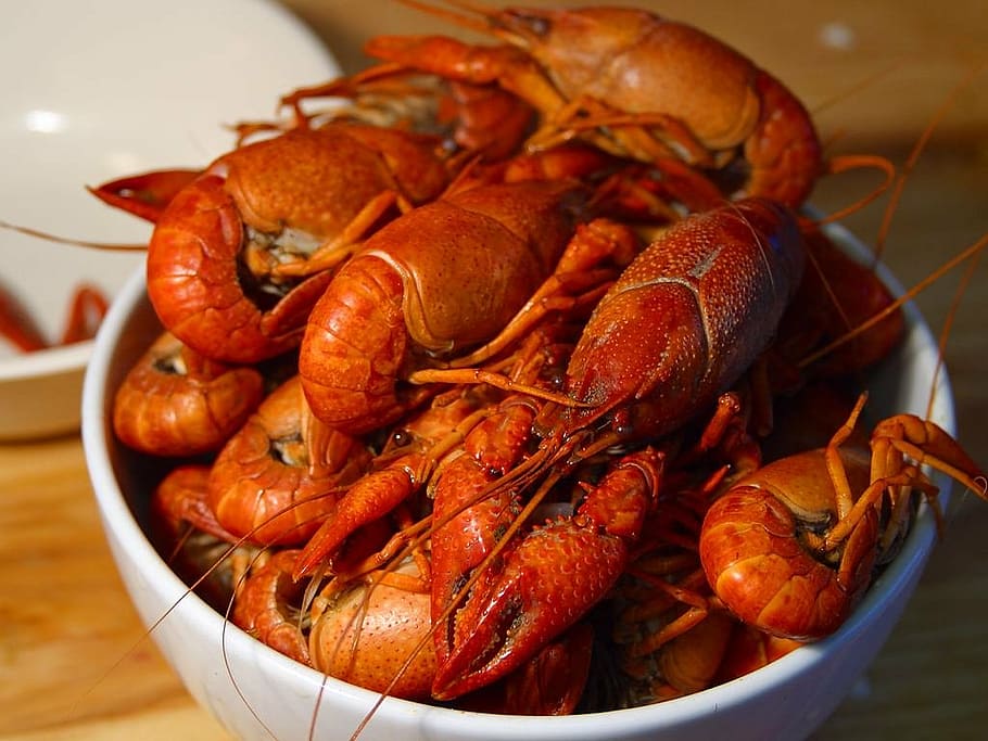 lobster, crawfish, shear, orange, red, eyes, body, animal, cancer, pet armor