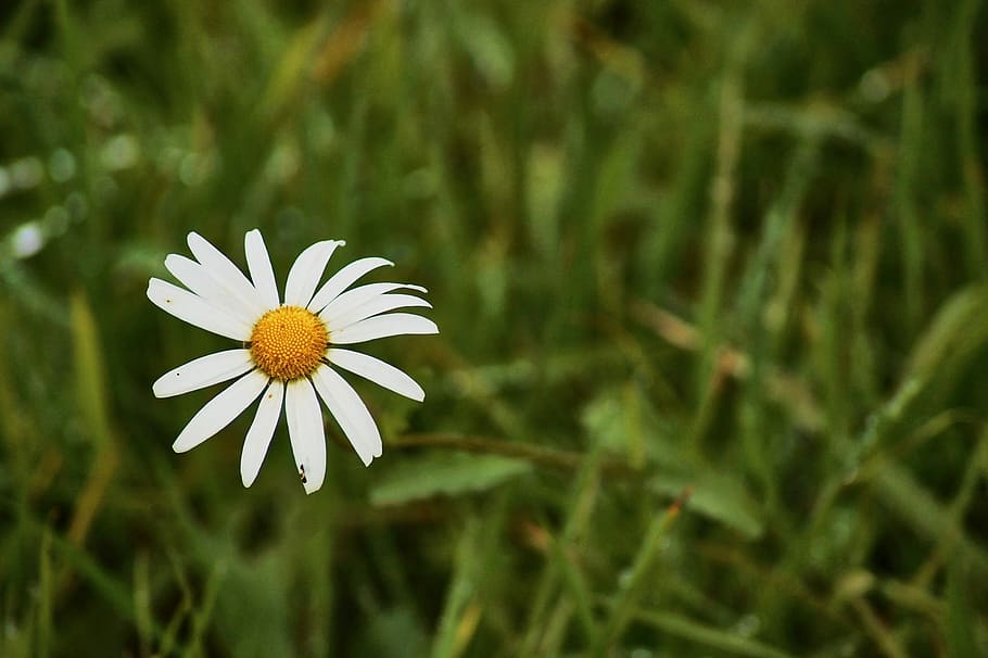 daisies, grass, blossom, bloom, white, flower, summer, nature, meadow margerite, close