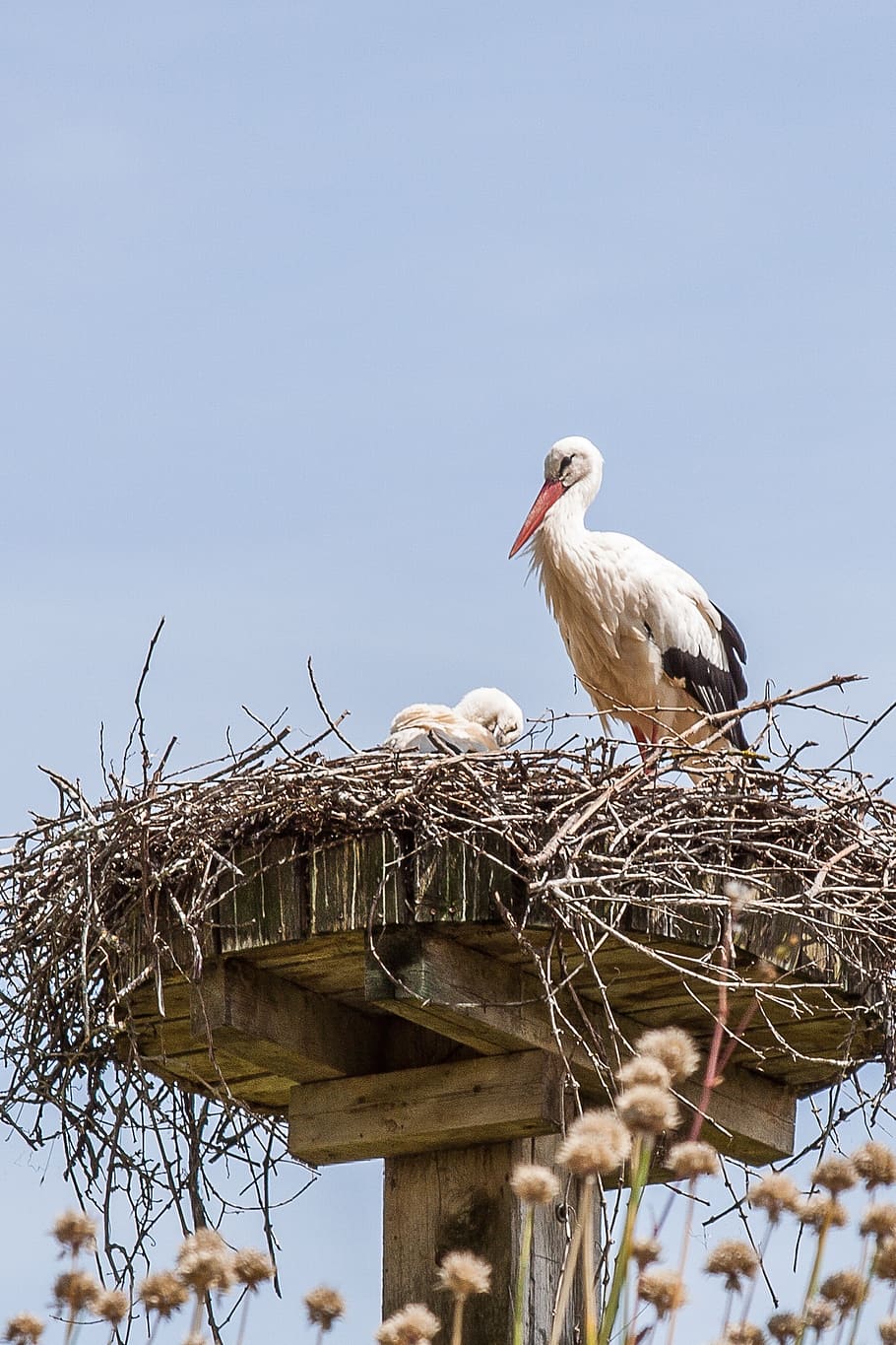 stork, nest, storchennest, breed, adebar, rattle stork, bird, animal Nest, white Stork, wildlife