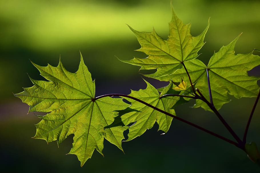 close-up photography, green, leaf, plant, nature, tender, young, new, awakening, maple
