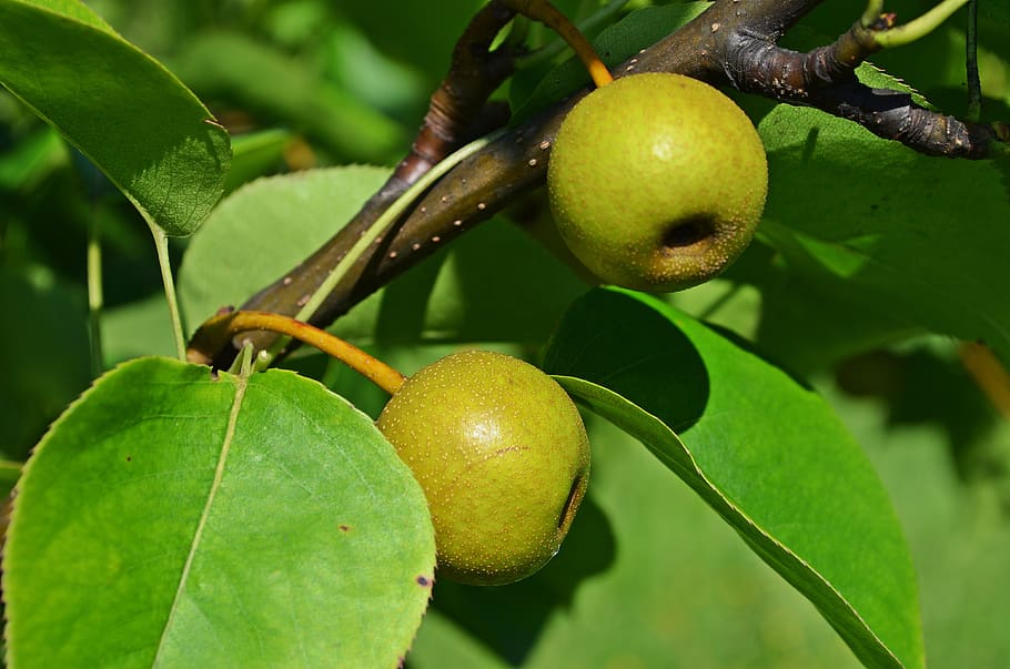 Asian Pear, Pear, Tree, Sad, Garden, pear, tree, closeup, nature, foliage, vegetation