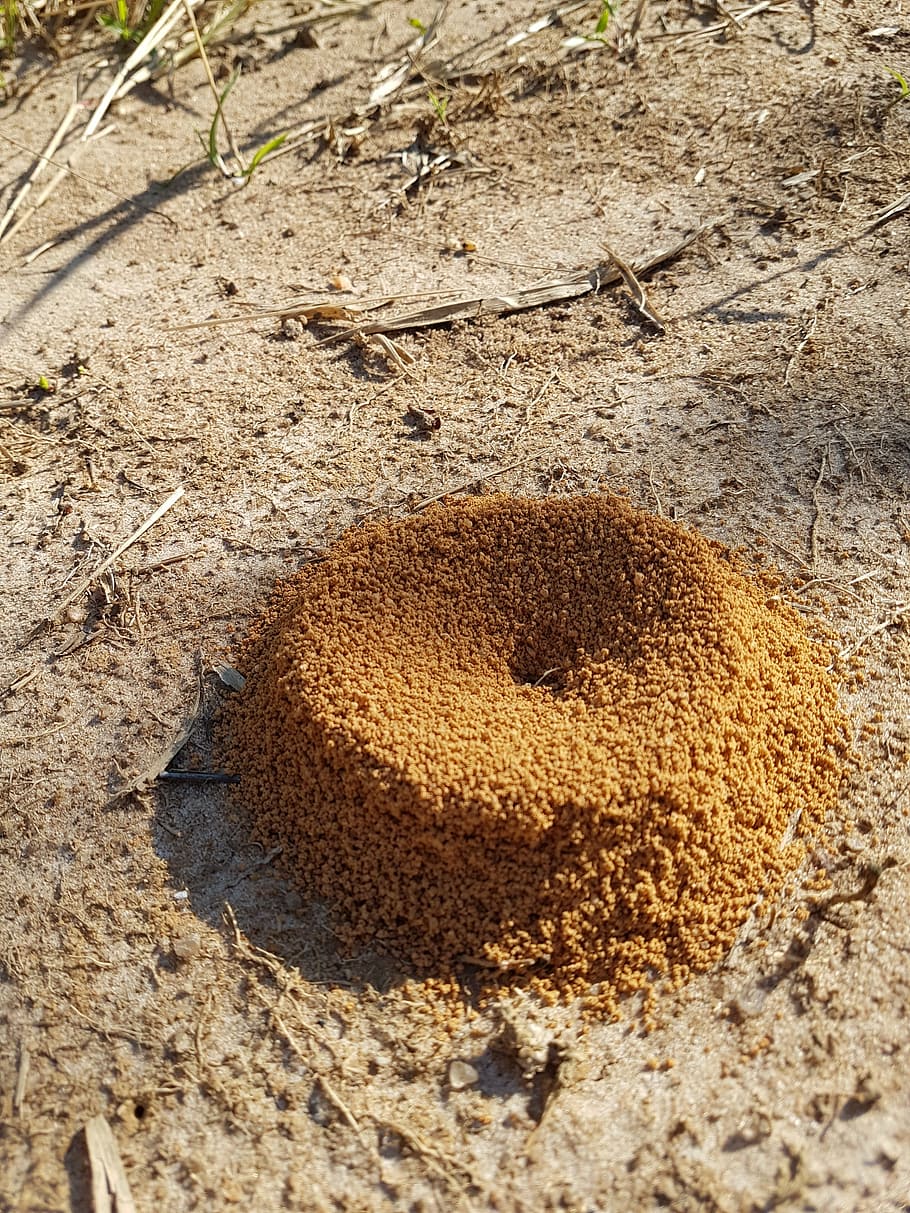anthill, ant, ground, crater, land, sand, nature, close-up, day, sunlight