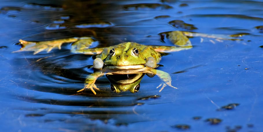 写真, 緑, カエル, 体, 水, 池, 動物, 水カエル, カエルの池, 高い