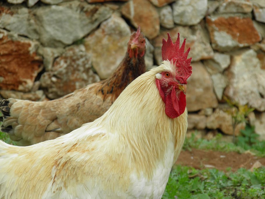 galo, galinha, galo e galinha, gama, frango, aves domésticas, agricultura, ao ar livre, rurais, tradicionais