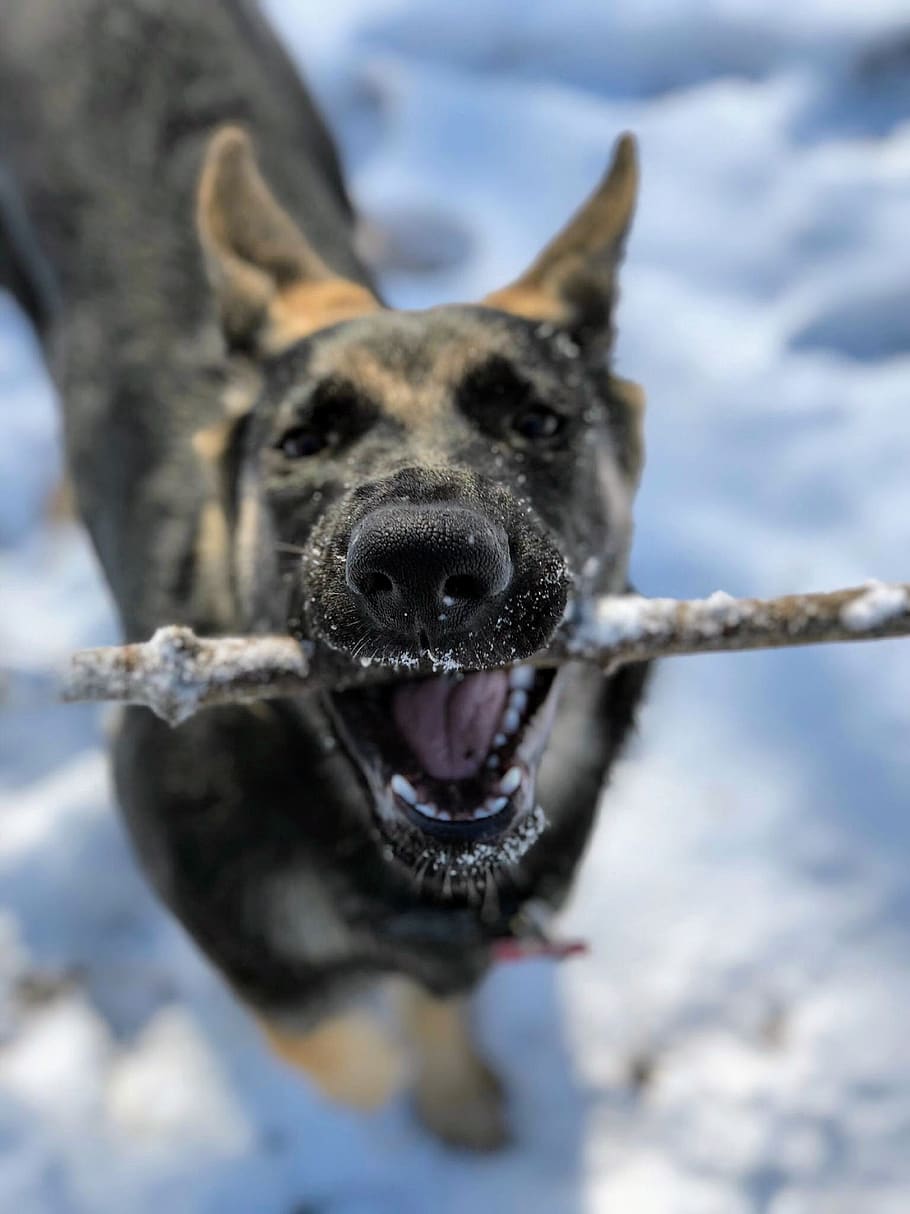 perro, perro pastor alemán, perro en la nieve, perro jugando, perro jugando fetch, nieve, invierno, perro de invierno, perro con palo, perro sonriente