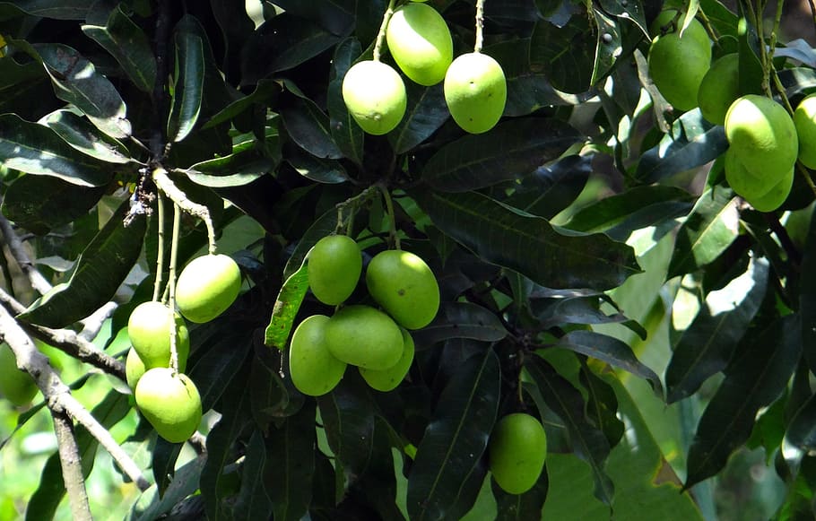 mango, wild mango, fruit, green, unripe, cluster, bunch, western ghats, forest, karnataka