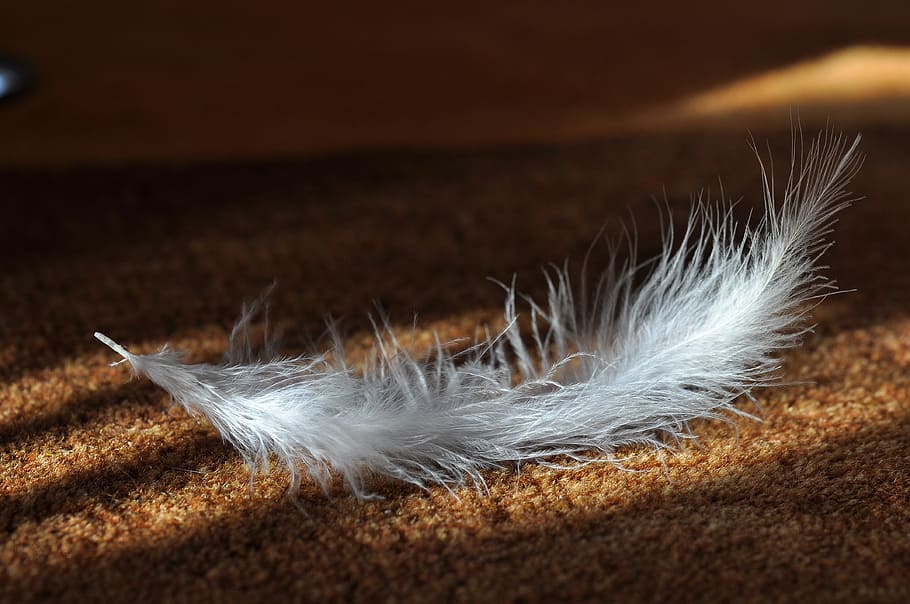 feather, slightly, airy, soft, white, fluffy, animal springs, bird feather, carpet, lighting