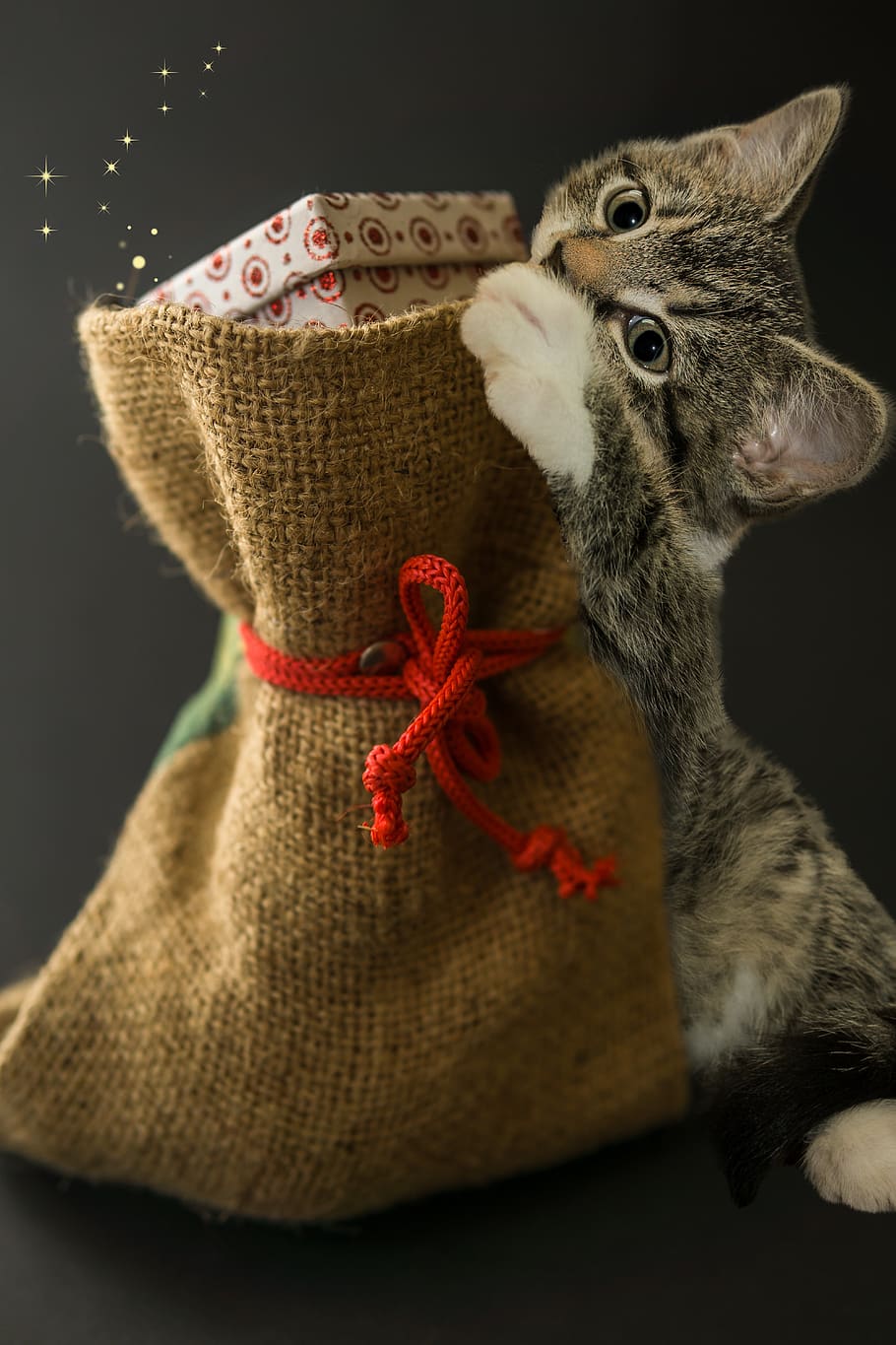 cat, bag, gifts, christmas, small, mackerel, kitten, domestic cat, pet, cute
