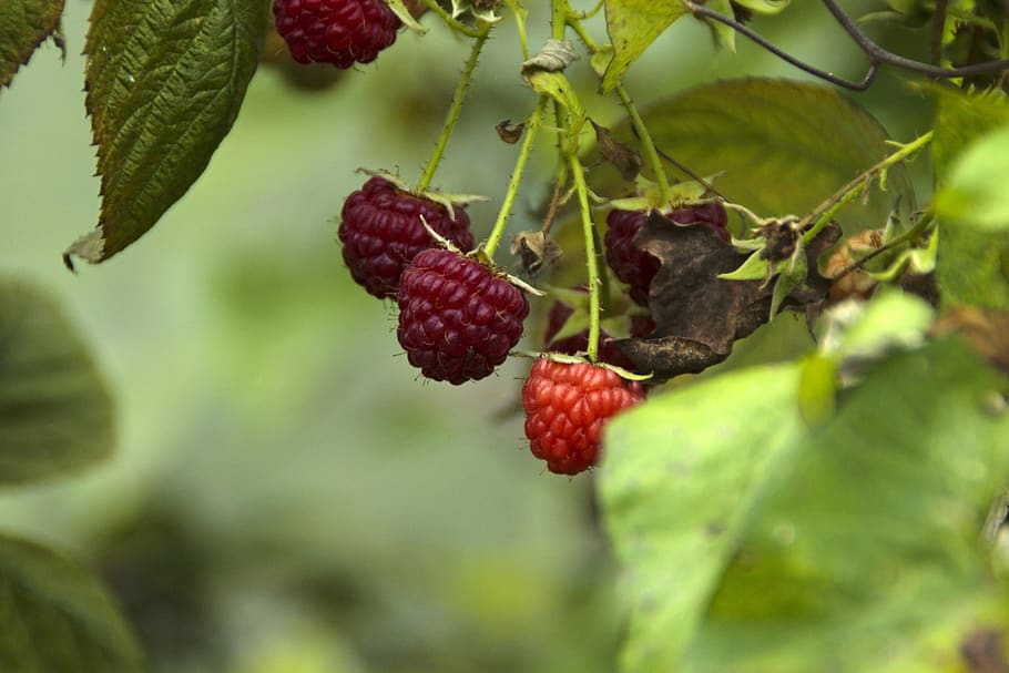 fruit, nature, leaf, food, berry, rasberry, organic, fresh, red, green