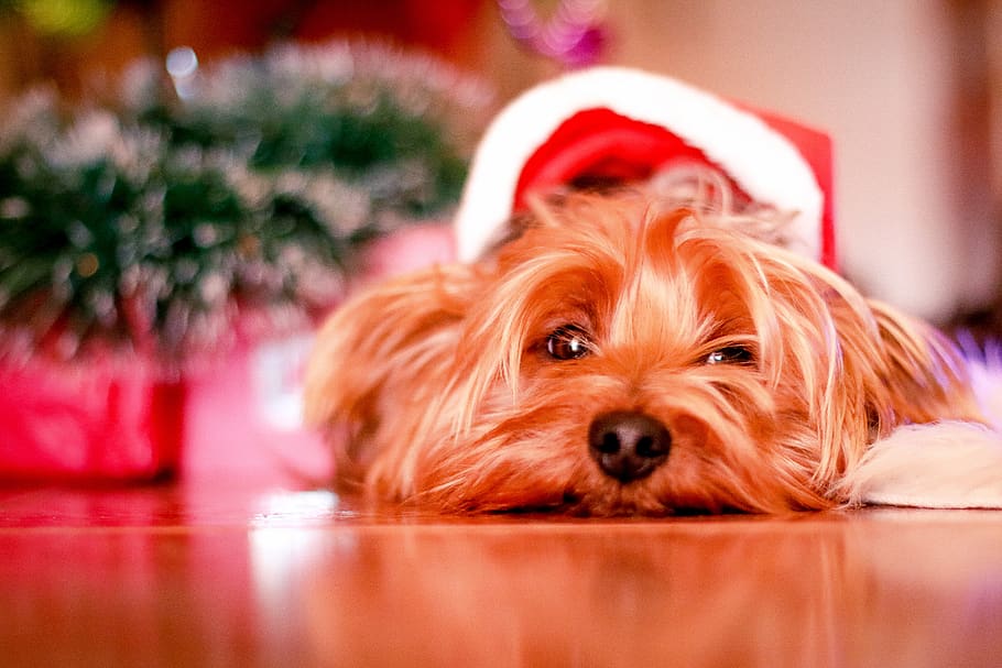 dog, puppy, pet, animals, santa, hat, christmas, canine, one animal, pets