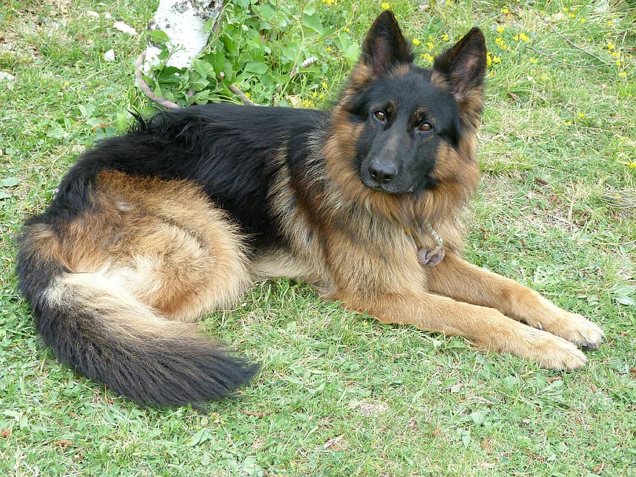 cão, pastor alemão, cão de guarda, animal de estimação, jovem, fiel, confiança, descanso, um animal, mamífero