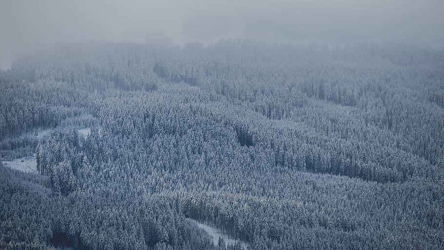 航空, 写真, 木, 覆われた, 雪, 森, 植物, 自然, 霧, 寒さ