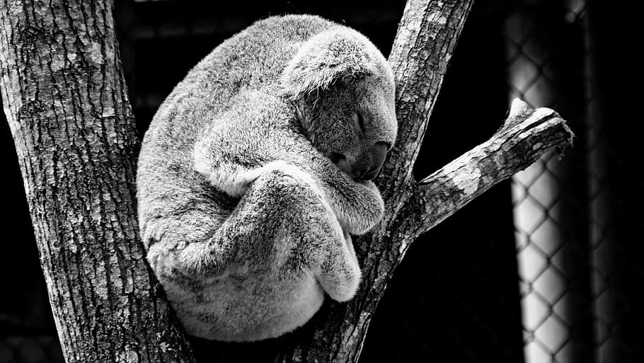 koala, bear, climb, sleeping, tree brunch, animal, nature, one animal, animal body part, animal wildlife