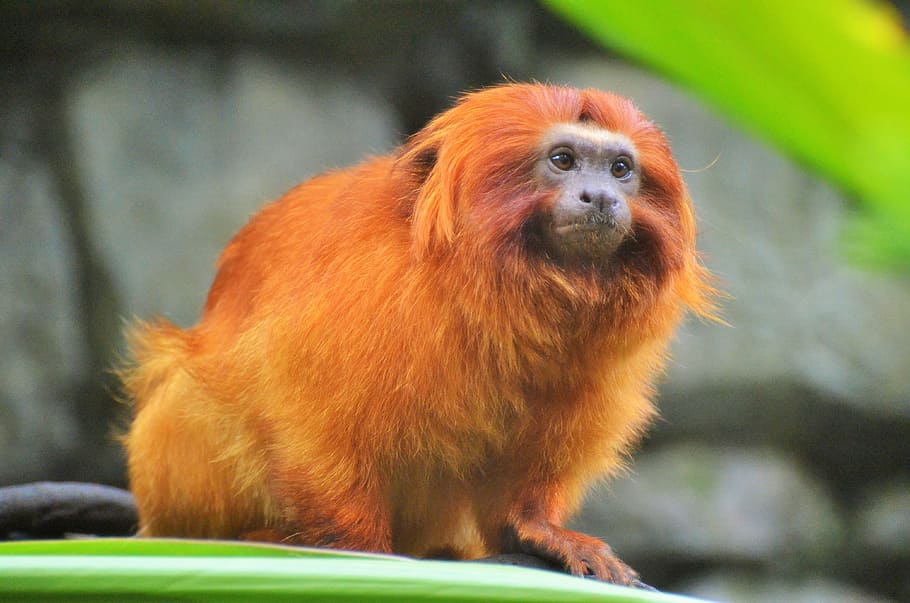 seletivo, fotografia de foco, macaco, mico-leão-dourado, primata, mico-leão, engraçado, animal, selvagem, jardim zoológico