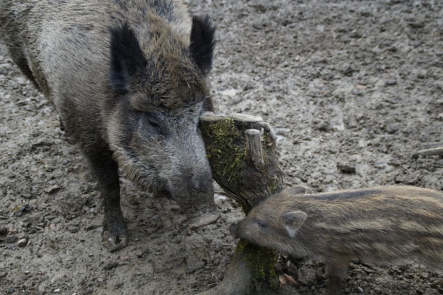 bache, launchy, wild boars, mother and child, wild boar, quagmire, mud, muddy, scratching themselves, scrub