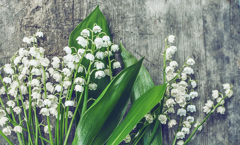 white, flowers, green, leaves, lilies of the valley, wood, blossom, botanic, botanical, bouquet