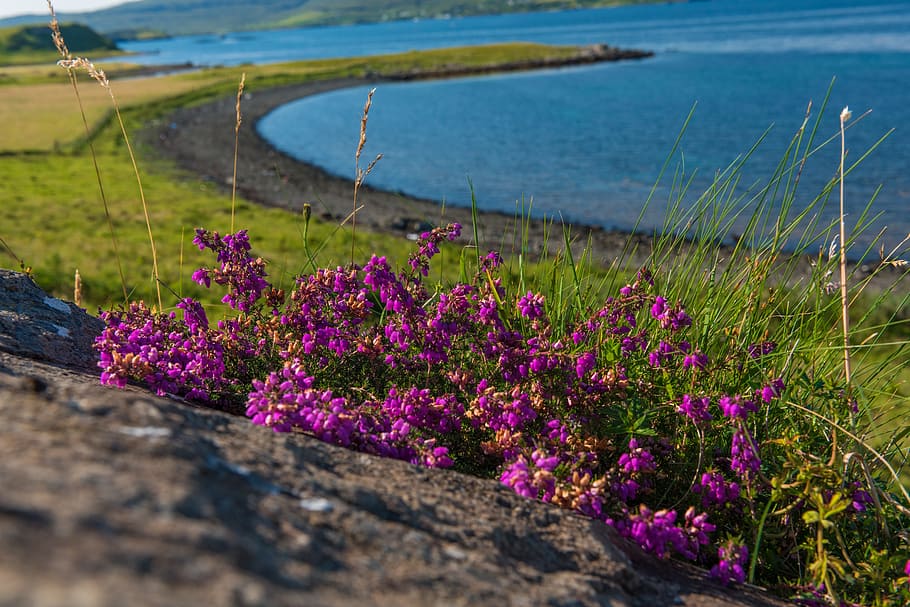 bunga ungu, skye coral beach, scotland, beach, highlands, island, pulau skye, skye, lanskap, batu