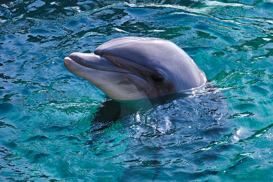 dolphin, dolphin-afalina, red sea, sea, delphinidae, cetaceans, bottlenose dolphin, animal themes, animal, animal wildlife