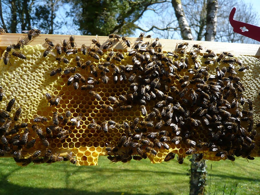 Honeybees, Honeycomb, Honey, Bee, honey, bee, beekeeping, nature, apiary, wax, cell