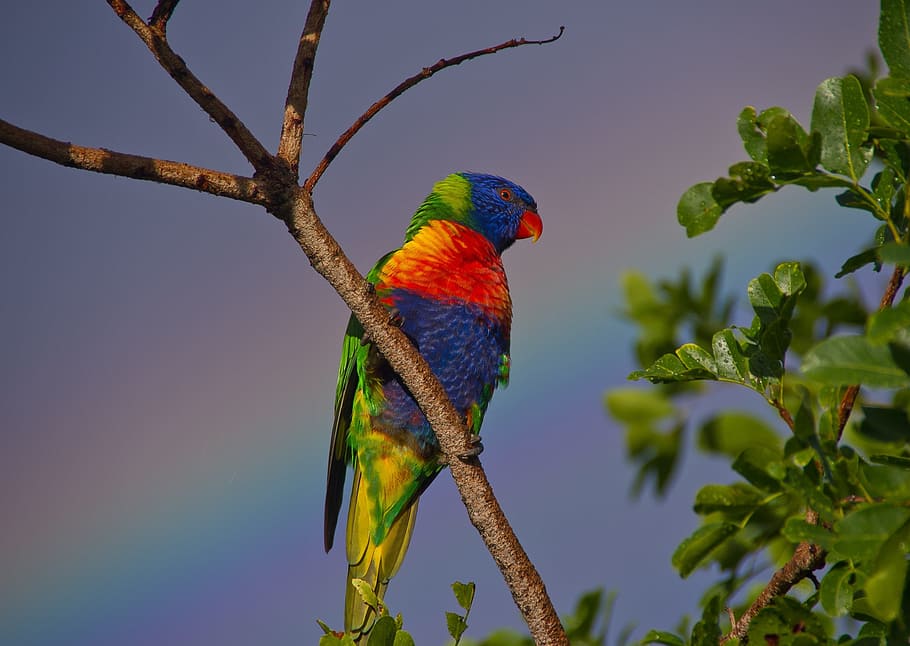 yellow, red, blue, bird, branch, rainbow lorikeet, parrot, colourful, rainbow, sky