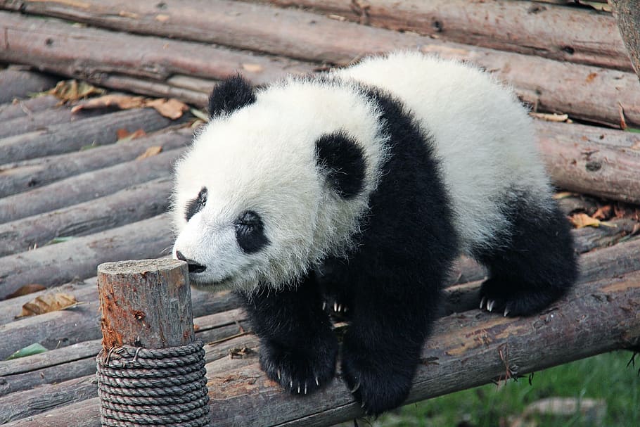 white, black, panda, brown, wooden, surface, daytime, black and white, adorable, national animal