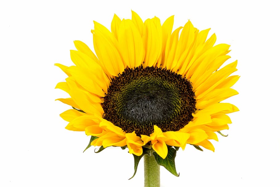 sunflower, yellow, flower, nature, yellow flower, bloom, macro, summer, colorful, flowering plant