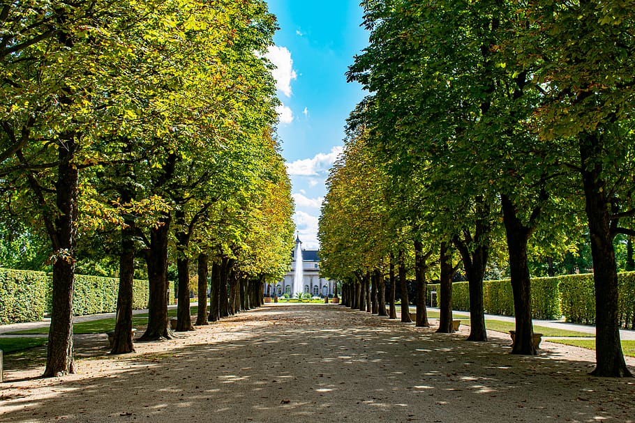 avenida, parque, hilera de árboles, lejos, fuente, naturaleza, avenida arbolada, el parque del castillo pillnitz, otoño, cielo azul
