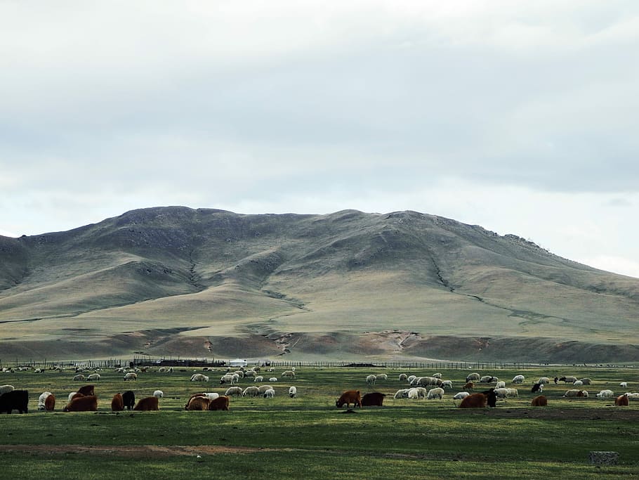 Mongolia, Prairie, Sapi, Domba, sapi dan domba, tema hewan, merumput, kelompok besar hewan, kawanan, hewan di alam liar