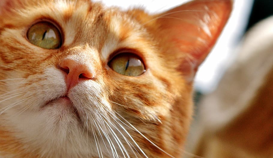 closeup, orange, tabby, cat, eyes, cat's eyes, face, tiger, mackerel, red cat