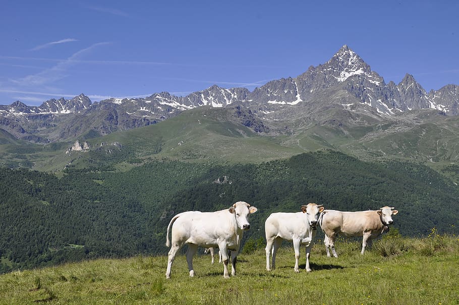 alps, mountain, monviso, cows, mountains, nature, landscape, alpine, summit, summer