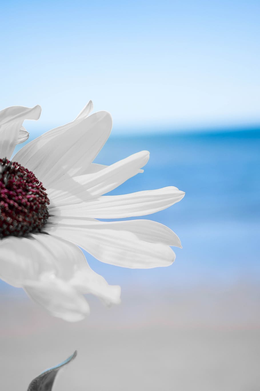 flowers, beach, white flowers, day, blue sky, lockscreen wallpaper, flowering plant, flower, beauty in nature, petal