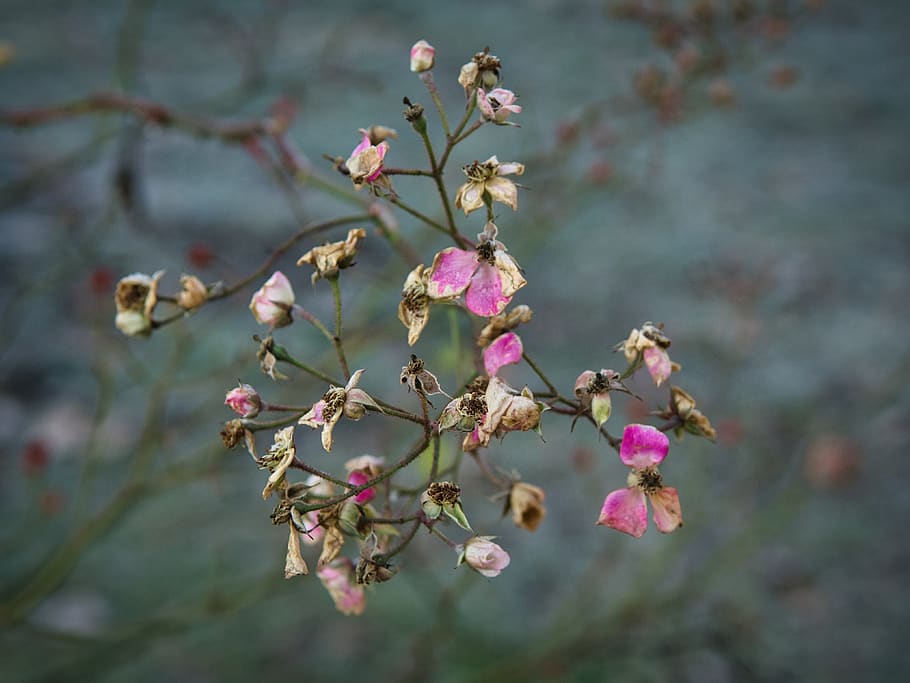 blossom, bloom, withered, passed, winter, faded, close up, transience, dry, rose