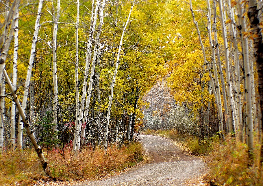 Musim gugur, Calgary, Alberta, dangkal, fokus, foto, pohon, tanaman, hutan, tanah