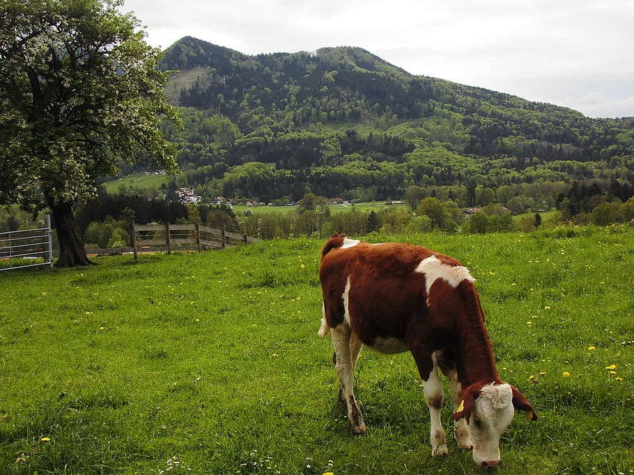 Vaca, Pasto, Chiemsee, Baviera, montañas, alm, ganado vacuno, vacas, carne de res, naturaleza
