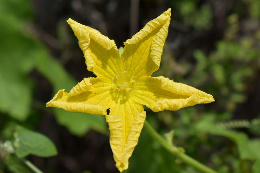 punggungan bunga labu, bunga kuning, bunga, pentagram, bintang runcing 5, isotoxal, kuning, tanaman, kesegaran, tanaman berbunga