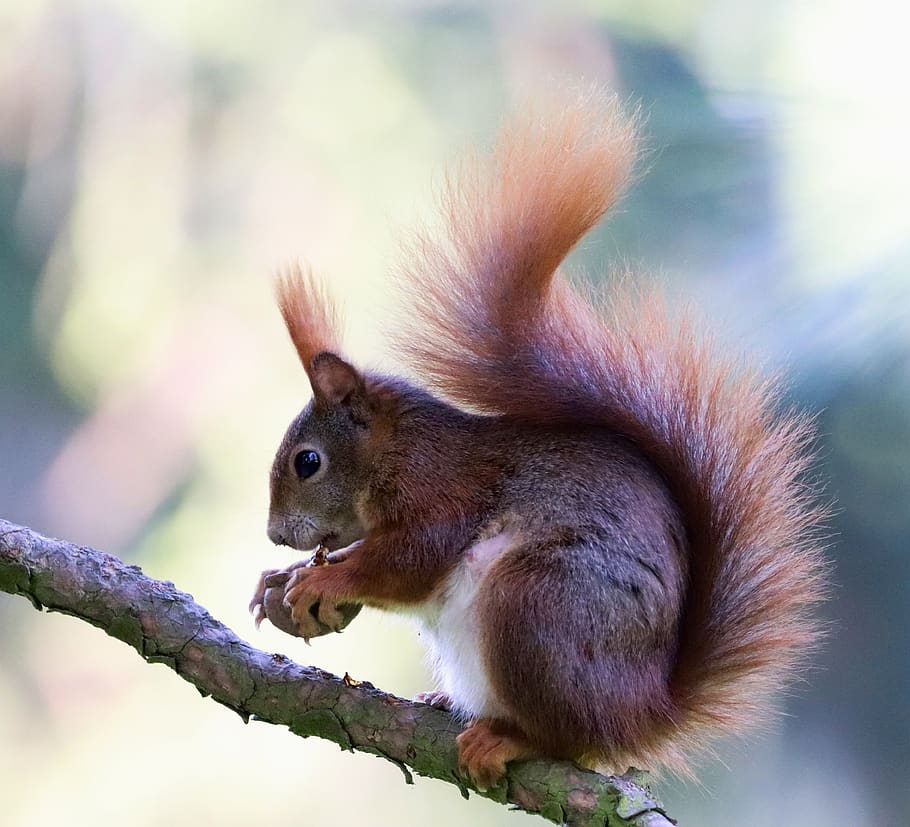 the squirrel, general, the european, rusty, rodent, mammal, animal, sitting, tree, branch