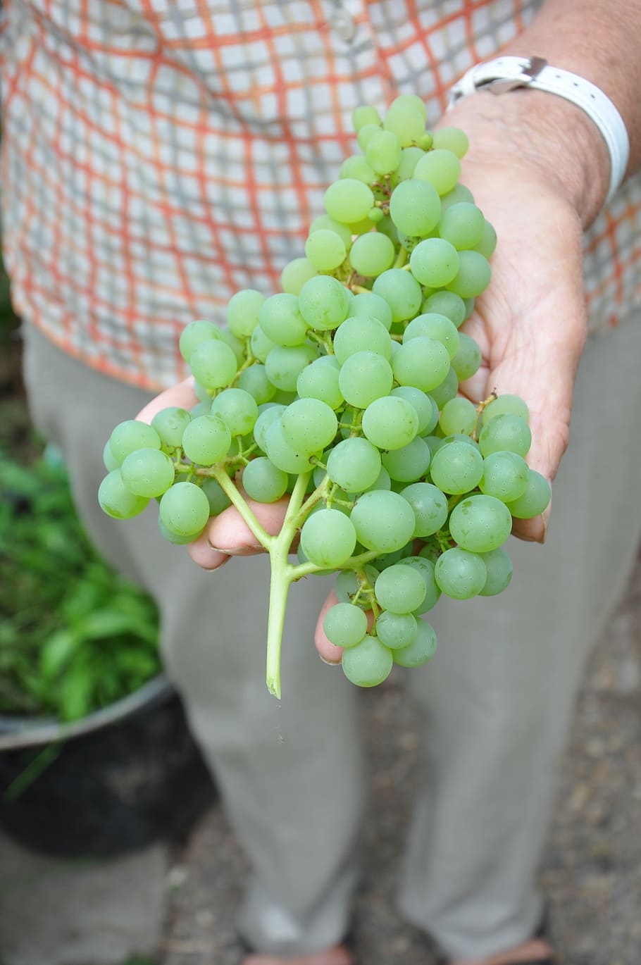 uvas, invernadero, fruta, verde, mantener, uva, viña, vid, agricultura, vinificación