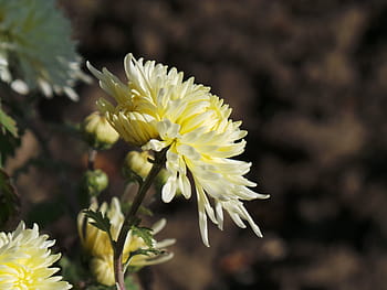 Página 40 | Fotos flores amarillas hermosas libres de regalías | Pxfuel