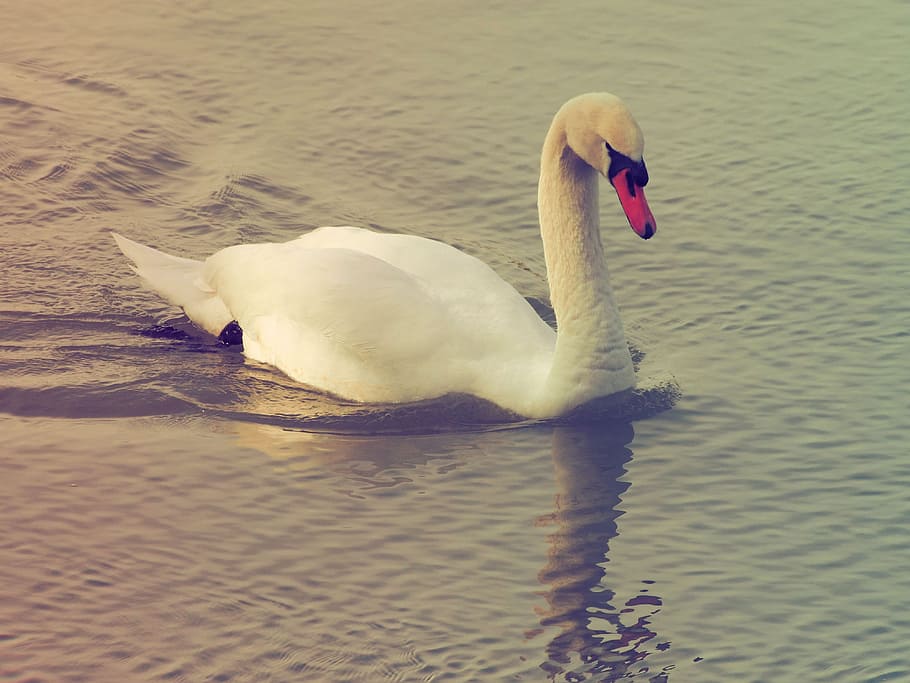 Barnacle, White Swan, Birds, swan, white, animal, water, majestic, feathers, pond